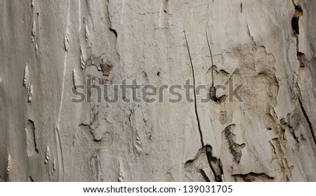 Background of old wood eaten by rodents