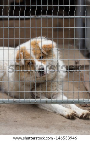 portrait of a dog behind bars