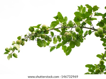 branch with apples on a white background