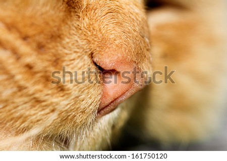nose red cat. macro