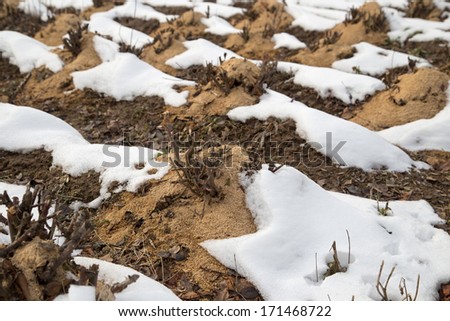 flowerbeds with plants roses in the snow in winter