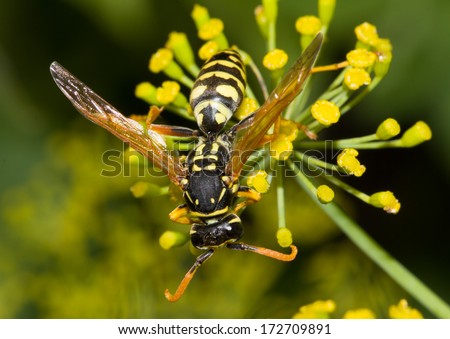 wasp on a flower. macro