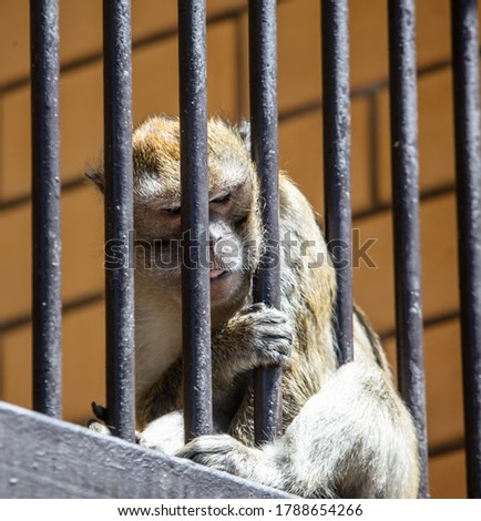Similar – Image, Stock Photo Apes behind bars