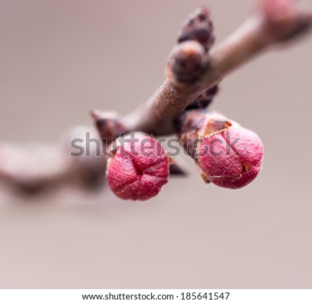 Flower buds on a tree. macro