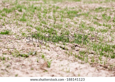 wheat germ on the field