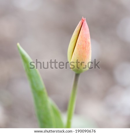 indoor flower tulip