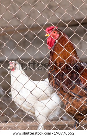 Cock with chicken in a cage