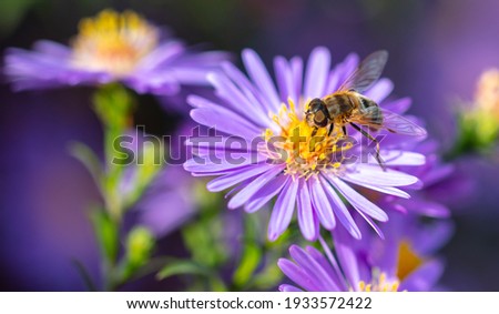 Similar – Image, Stock Photo flower with bee Summer