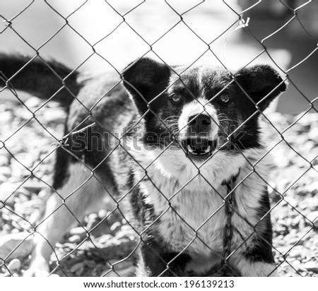 angry dog Ã?Â¢??Ã?Â¢??behind a fence