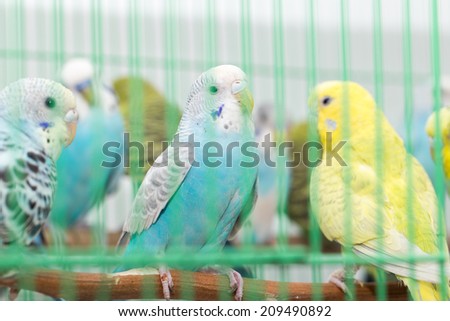 budgies in a cage