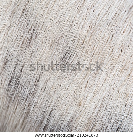 background of the dog's coat