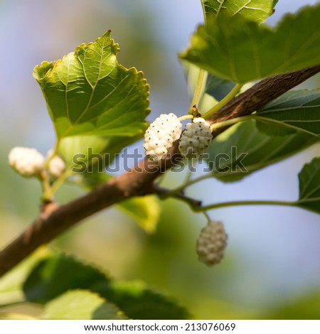 white mulberry tree in nature