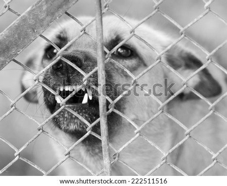 angry dog Ã?Â¢??Ã?Â¢??behind a fence