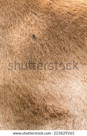 background of sheep skins