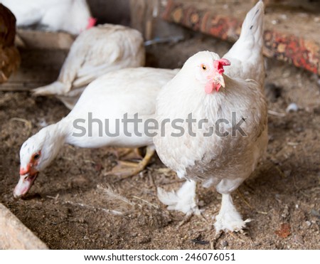 portrait of white chicken farm