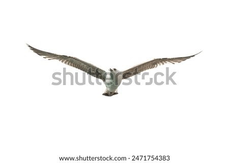 Similar – Image, Stock Photo Seagulls flying in the vivid blue sky