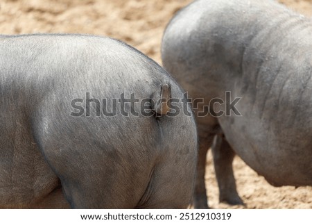 Similar – Foto Bild Zwei Molche auf einer Hand