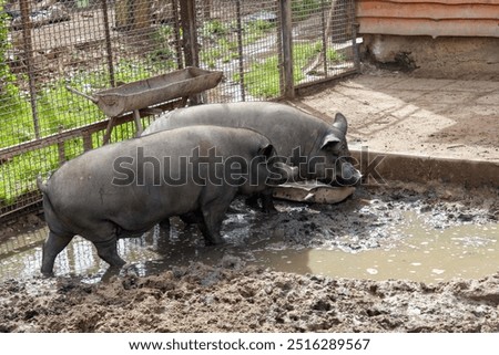 Similar – Foto Bild Zwei Molche auf einer Hand