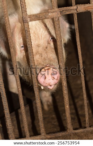 pig behind the fence