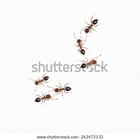 ants on a white wall. close-up