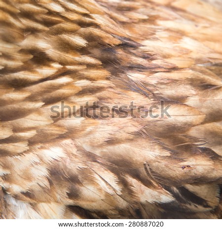 background of eagle feathers