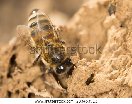 bee on the ground. close