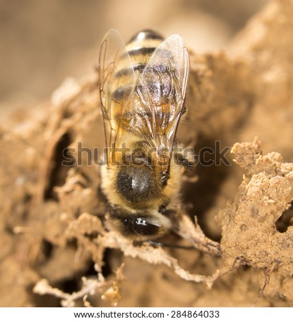 bee on the ground. close