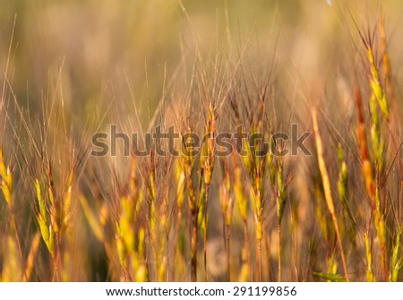 Grass at sunset in nature