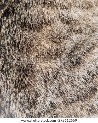 Texture of a wool of a cat