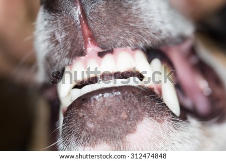 dog\'s teeth. macro