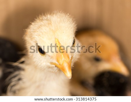 Portrait of a small chicken