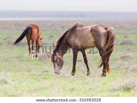 cores do rio a horse in a pasture in nature