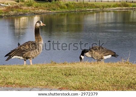 Geese feeding on the shores of Rotorua Lake on the North Island of New Zealand