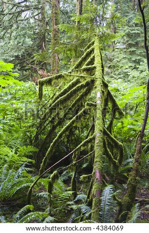 Moss covered tree trunk in very wet forest located in British Columbia Canada