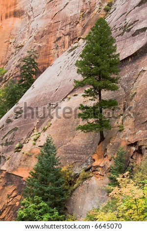 A large pine tree growing out of the rock in Zion National Park in Southern Utah in the Western part of the United States