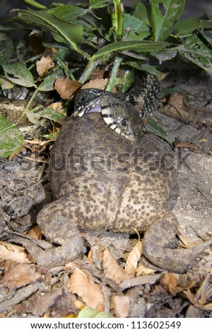 A grass snake (Natrix natrix) try to eat a too big toad