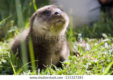 An orphaned European otter (Lutra lutra lutra) baby in a wildlife rescue center