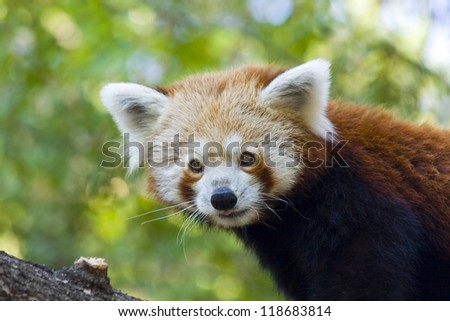 Red panda or Lesser panda (Ailurus fulgens