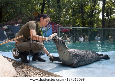 SZEGED, HUNGARY - AUGUST 13. 2013. - animal training in the exhibit of Harbor seals (Phoca vitulina) in Szeged Zoo