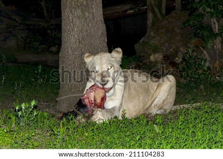 A female white lion (Panthera leo krugeri) eat meat in the dark