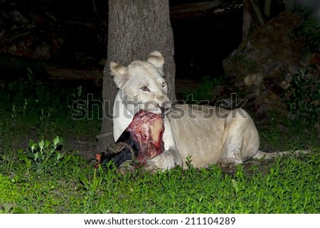 A female white lion (Panthera leo krugeri) eat meat in the dark