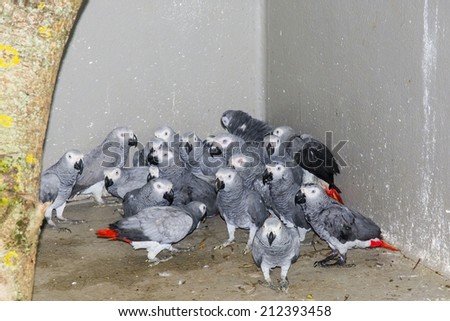 SZEGED, HUNGARY - JULY 15. 2014. -  Confiscated African gray parrots (Psittacus erithacus) in the quarantine in the wildlife rescue center in Szeged Zoo, Hungary