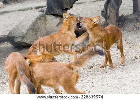 Dhole or Asiatic wild dog (Cuon alpinus) social behavior