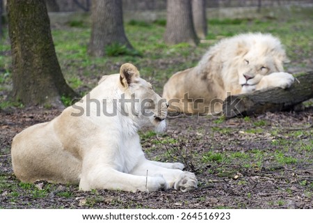 White South African lion and lioness (Panthera leo krugeri) boring relationship