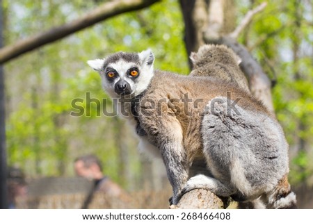 Ring-tailed lemur or maky (Lemur catta) on a tree