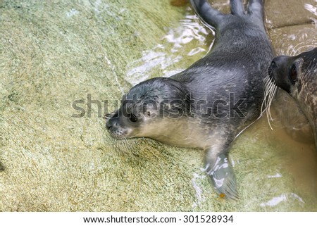 Harbour seal (Phoca vitulina) baby one hour after birth