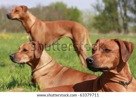 Three Rhodesian Ridgeback dogs are in alert