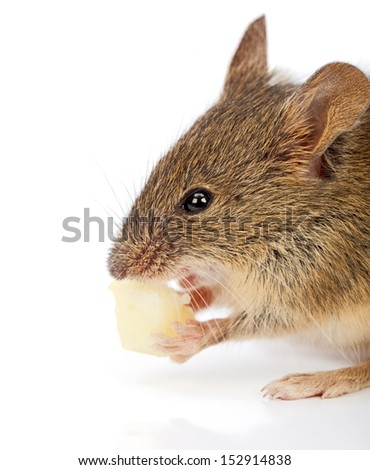 Close view of a house mouse eating piece of cheese (Mus musculus)