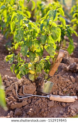 Garden tools, spade and rake near bell pepper plant