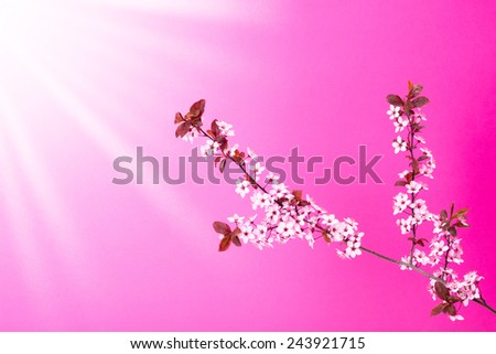 Blooming apple tree branch against pink sky and sun in spring